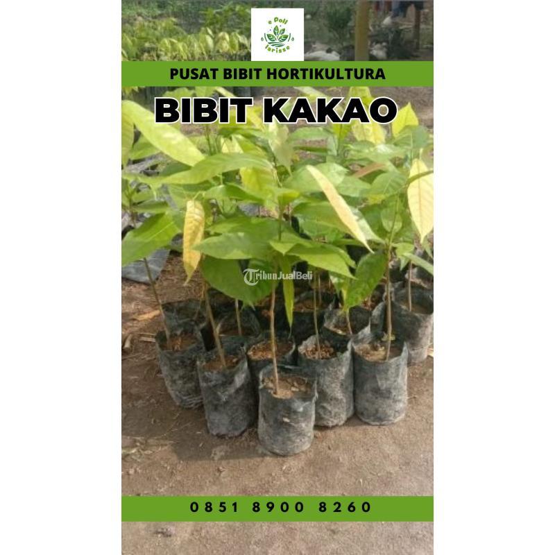 TSEL Sentra Bibit Kakao Siap Tanam - Way Kanan