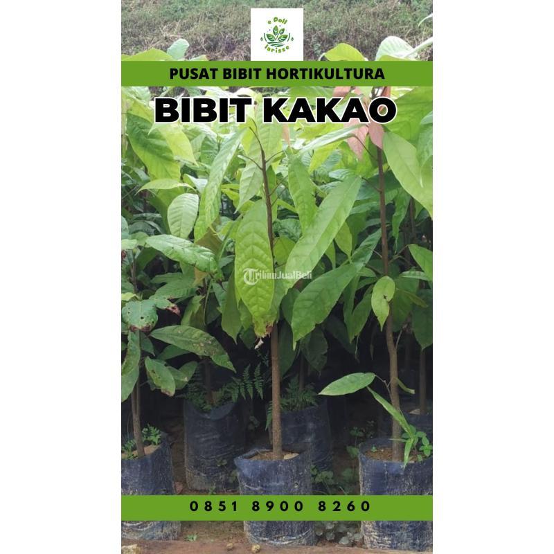 TSEL Sentra Bibit Kakao - Way Kanan