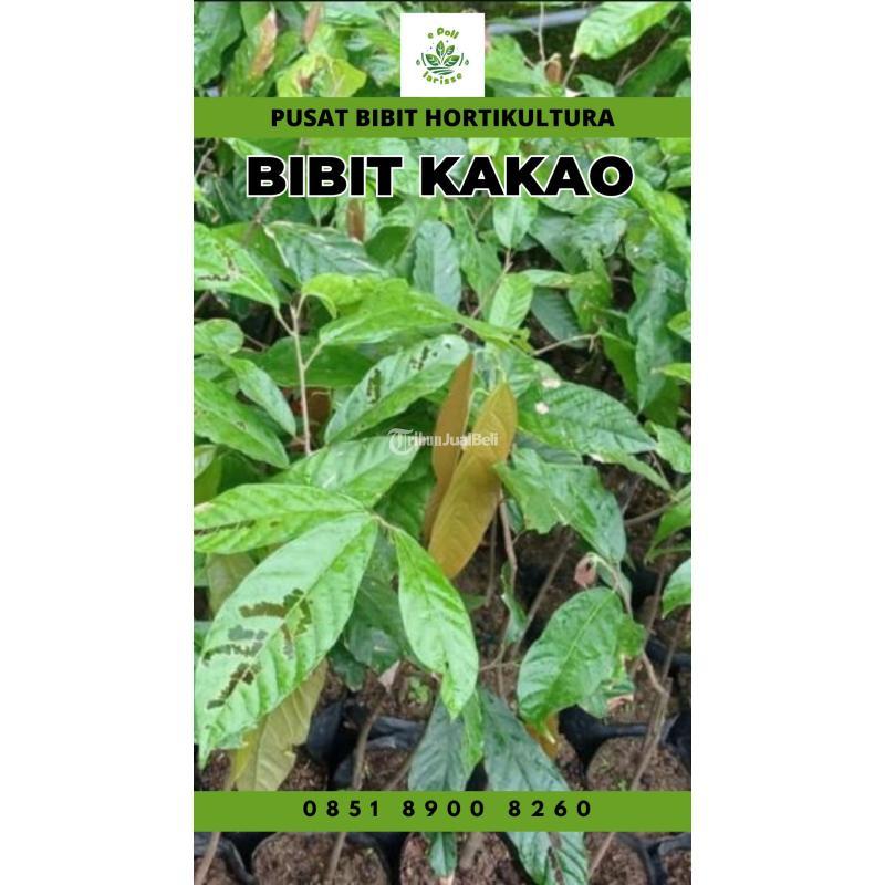 TSEL Sentra Bibit Kakao - Way Kanan