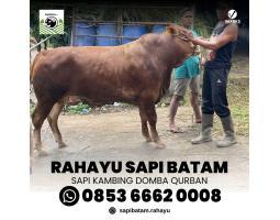 Rahayu Sapi Batam Hewan Korban Singapore - Batam