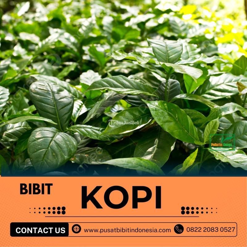 Tsel Petani Bibit Kopi Arabika Asal Bibit - Tulang Bawang Barat