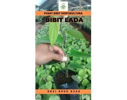 Pusat Bibit, Bibit Lada Perdu - Rejang Lebong