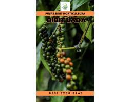 Pusat Bibit, Bibit Lada Perdu -  Medan