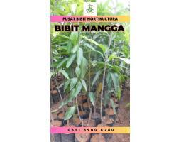 Bibit Unggul Mangga Kasturi - Bungo