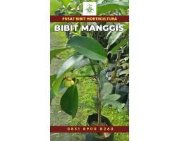Sentra Bibit Manggis - Jambi