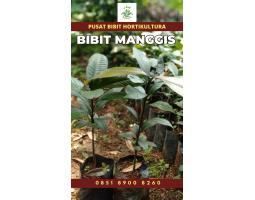 Sentra Bibit Manggis Okulasi - Bungo