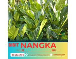 Sentra Bibit Pertanian, Bibit Nangka Sayur - Jambi