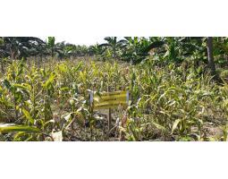 Dijual Tanah Kebon Luas 454 m2 di Kramat Raya - Semarang Kota