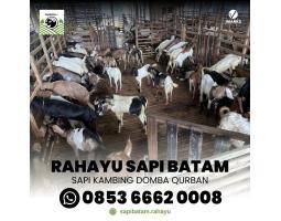 Rahayu Sapi Hewan Korban - Batam 