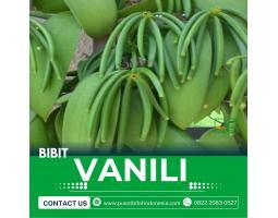 Tsel Sentral Bibit Vanili - Pringsewu 