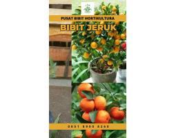 0851.8900.8260 tsel Sentra Bibit, Bibit Jeruk Santang Madu Di Bali - Gianyar