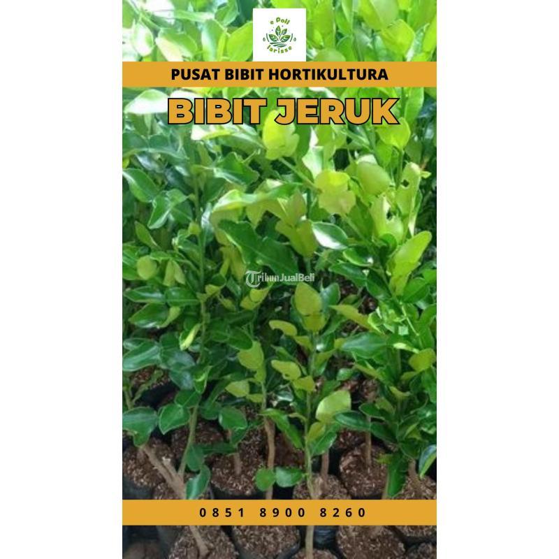 Sentra Bibit Jeruk Santang Madu - Medan