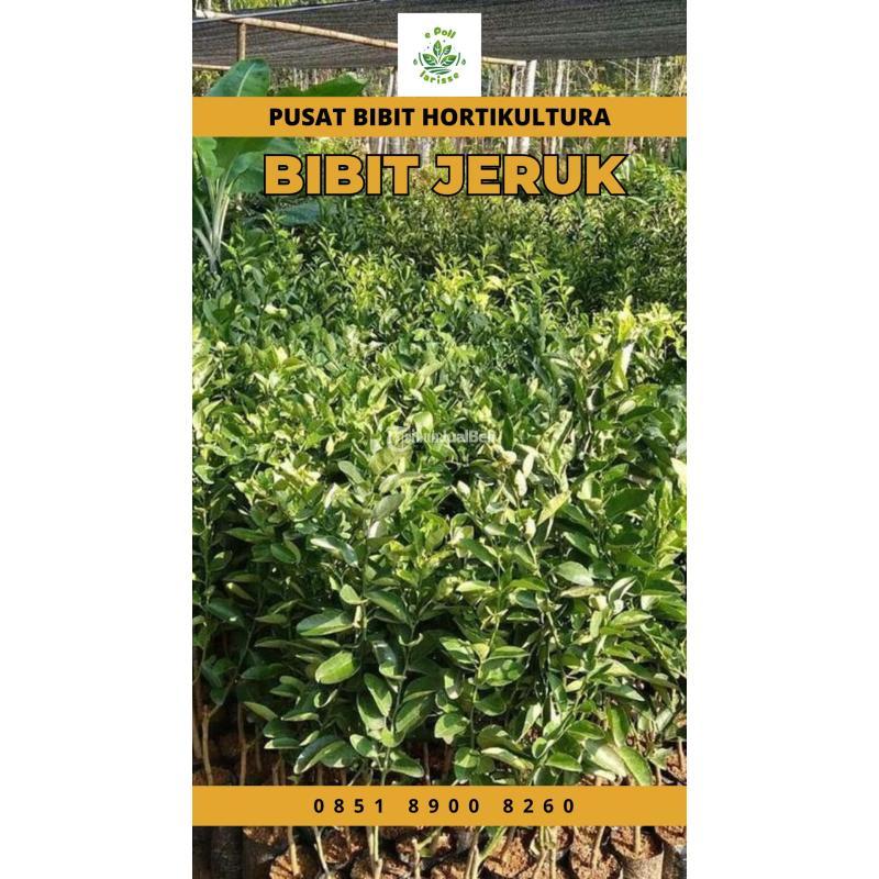 Sentra Bibit Jeruk Santang Madu - Medan