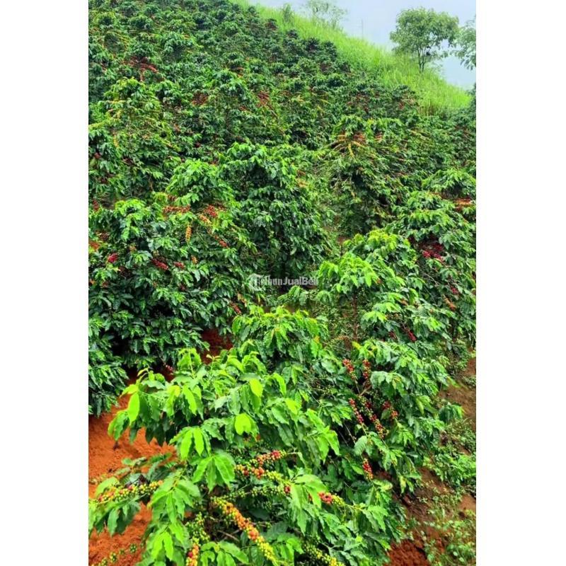 Green Coffee Beans Arabica Toraja Indonesia - Makassar