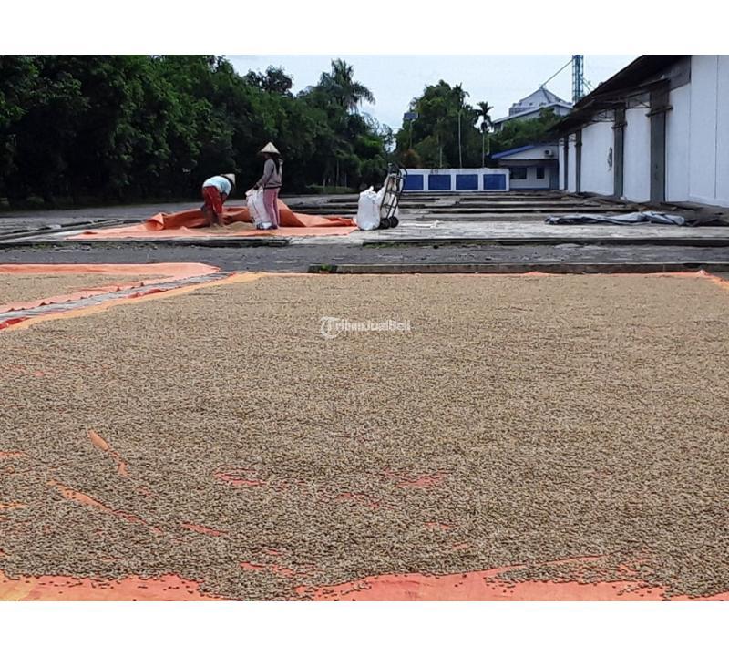 Specialty Coffee Indonesia Toraja Arabica - Makassar