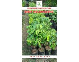 Tsel Bibit Kelengkeng New Cristal - Bangli