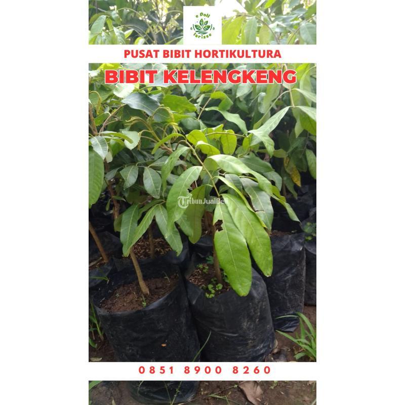 Tsel Bibit Kelengkeng Pingpong - Tulang Bawang Barat