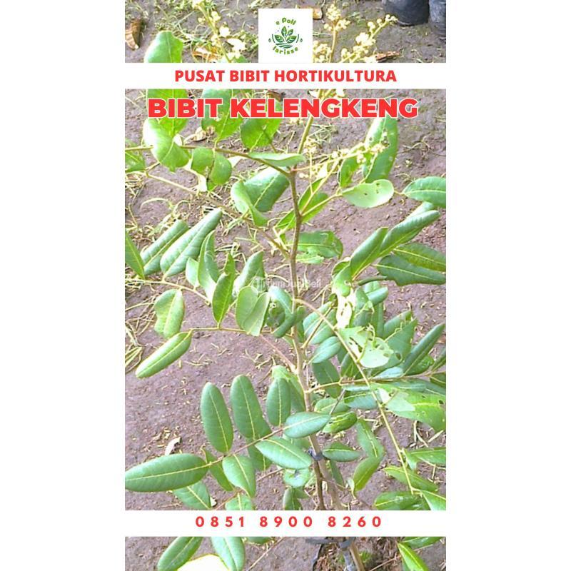 Tsel Bibit Kelengkeng Pingpong - Tulang Bawang Barat