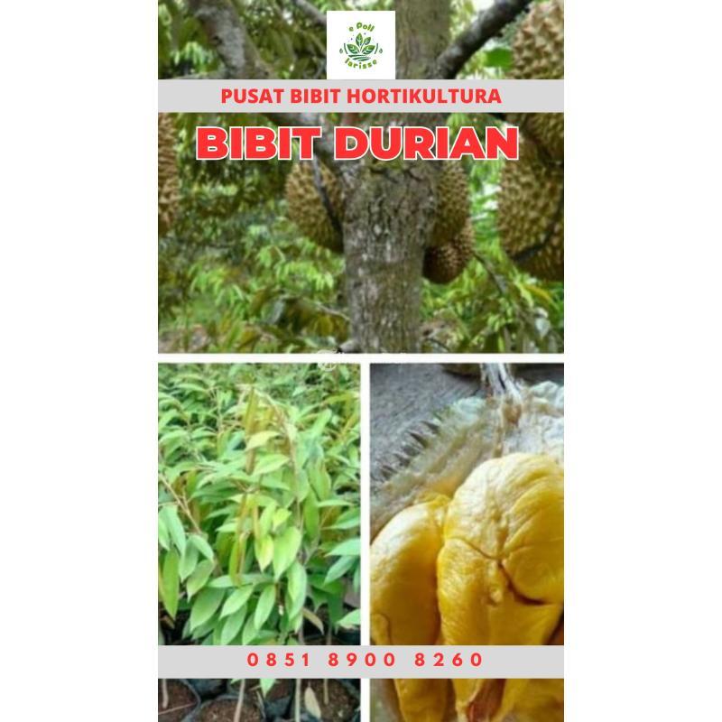 Tsel Hortikultura Buah Bibit Durian Musang King Dalam Pot - Bangli