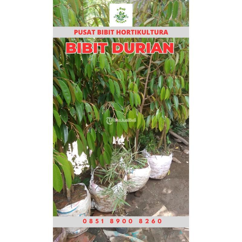 Tsel Hortikultura Buah Bibit Durian Musang King Dalam Pot - Bangli
