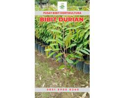 Tsel Hortikultura Buah Bibit Durian Musang King Asli - Metro 