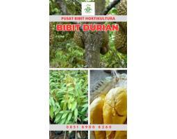 Tsel Hortikultura Buah Bibit Durian Musang King Asli - Pringsewu 