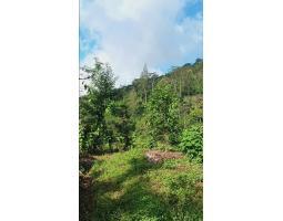 Jual Kebun Alpukat Produktif Luas 10.000 m2 Area Sukasada Bali - Buleleng 