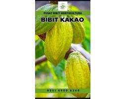 TSEL Pusat Bibit, Bibit Coklat Hibrida - Pesisir Barat 