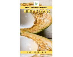 TSEL epollarise Bibit Kelapa Genjah Entok - Pringsewu 