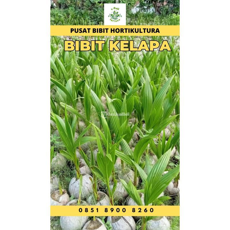 TSEL Epollarise Bibit Kelapa Genjah Entok - Jambi