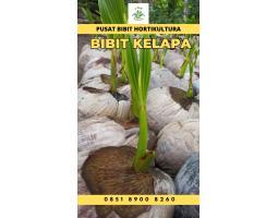 TSEL Epollarise Bibit Kelapa Genjah Entok - Jambi 