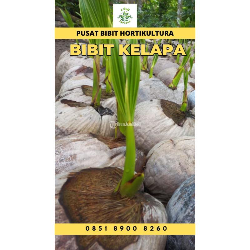 TSEL Epollarise Bibit Kelapa Genjah Entok - Jambi