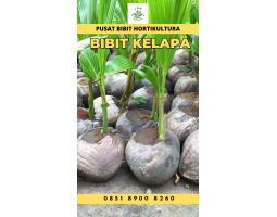 TSEL Epollarise Bibit Kelapa Genjah Entok - Mesuji 