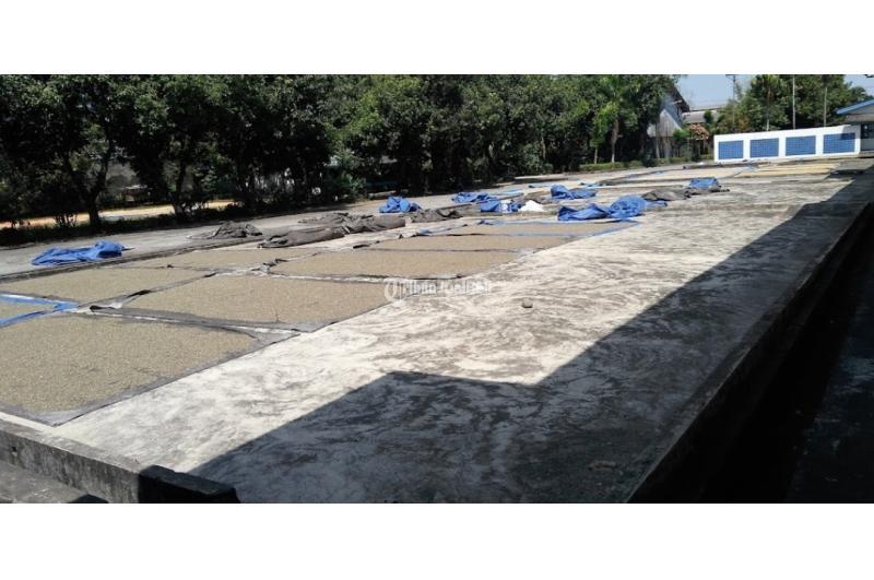 Green Bean Coffee Indonesia Toraja Arabica Semiwash - Makassar