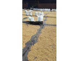 Specialty Coffee Indonesia For Sale Wholesale Export Toraja Arabica - Makassar