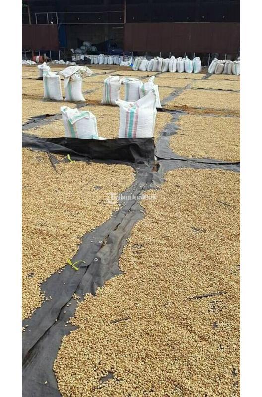 Specialty Coffee Indonesia For Sale Wholesale Export Toraja Arabica - Makassar