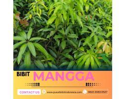 Tsel Hortikultura Bibit Unggul Mangga Alpukat - Bungo 
