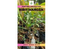  Tsel Harga Bibit Unggul Mangga Okulasi - Pesisir Barat