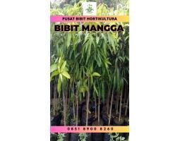 Tsel Bibit Unggul Pohon Mangga Okyong - Bangli