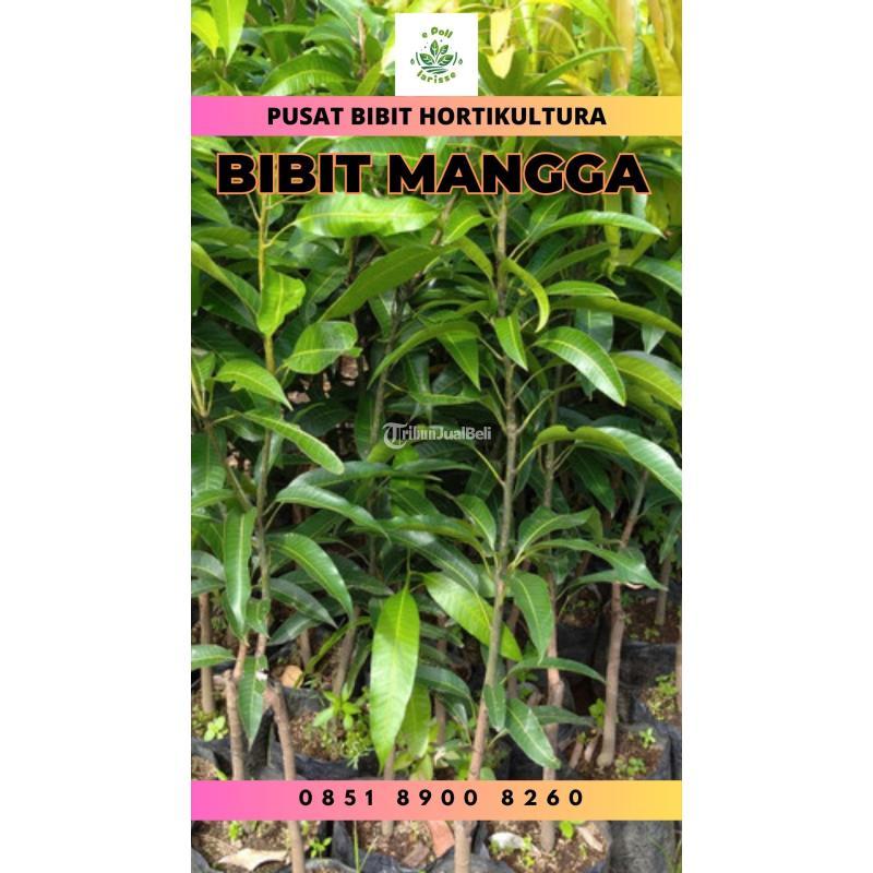 Tsel Bibit Unggul Mangga Alpukat - Pesawaran