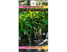 Tsel Bibit Unggul Mangga Alpukat - Jambi 