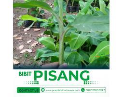 Tsel Bibit Pisang Ambon  - Pringsewu