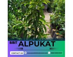 Sentral Bibit Bibit Alpukat Dataran Tinggi - Jambi