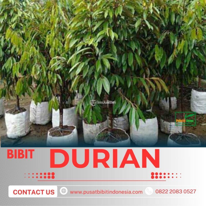Tsel Sentra Pengadaan Bibit Durian Musang King Bersertifikat - Pekanbaru