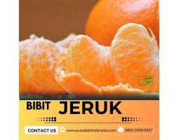 Sentral Pertanian  Bibit Jeruk Santang Madu - Jambi