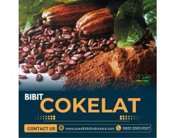 Sentra Bibit Coklat Sambung Pucuk - Jambi 