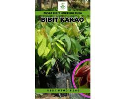 Tsel Pusat Bibit Kakao Coklat - Tanggamus 