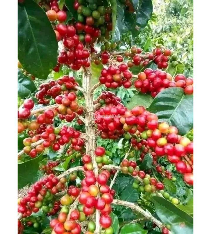 Premium Green Bean Coffee From Indonesia - Makassar