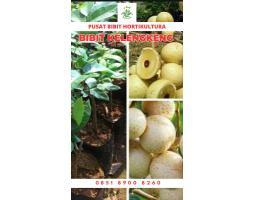 Supplier Bibit Kelengkeng Trubus - Lampung