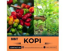 Tsel Petani Bibit Kopi - Pringsewu